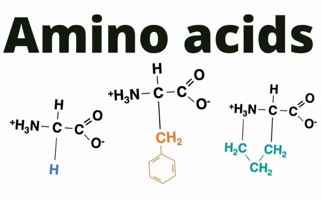 Aminoácidos: O Que é, Para Que Serve, Tipos e Como Tomar